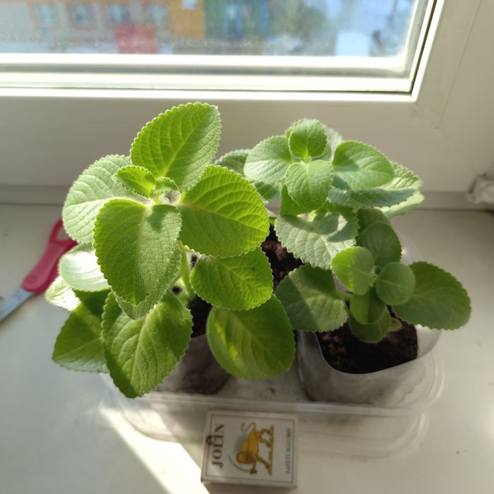 МЯТА Комнатное растение