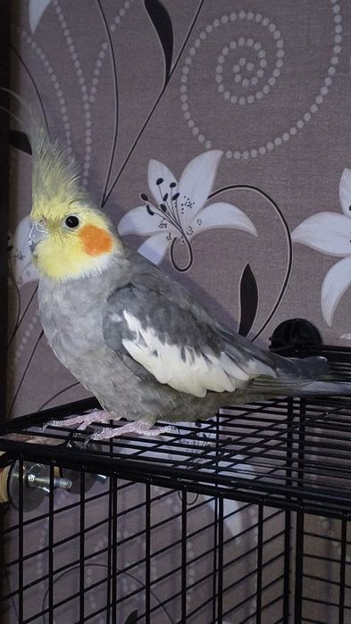 vând papagal nimfă cu tot cu cușcă