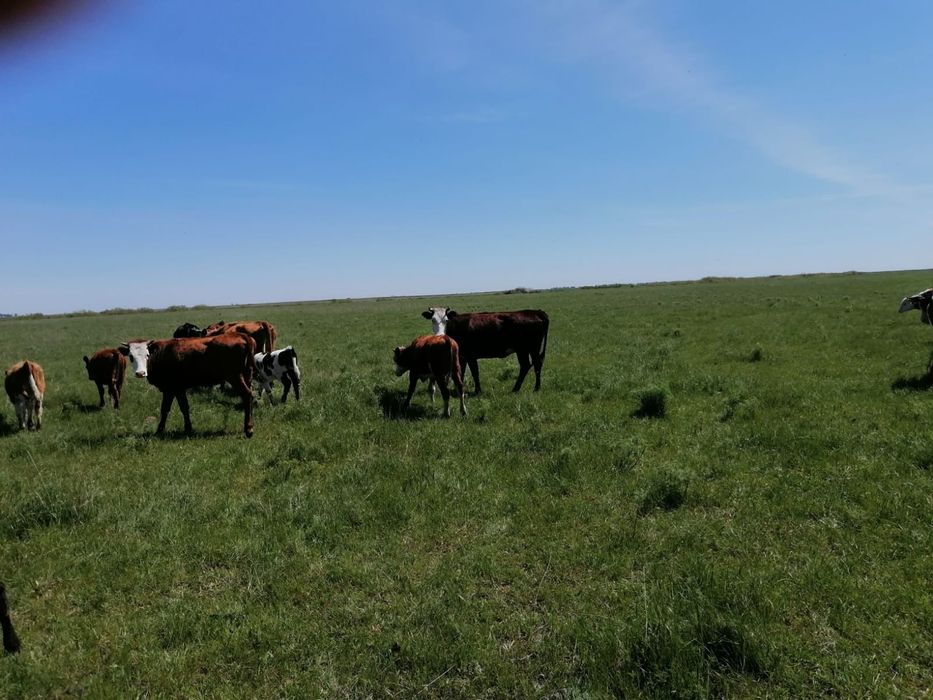 Ассалаумағалейкум қысыр семіз сиыр