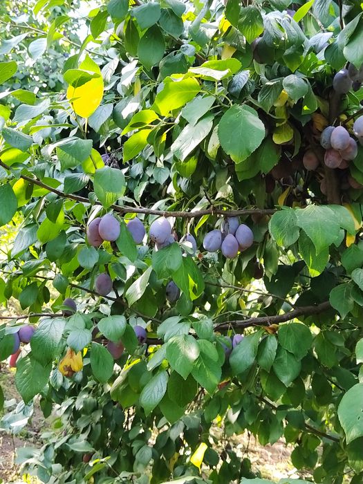 Vând prune pentru țuică cu Brix 28