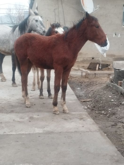 Жабағы сатылады еркек