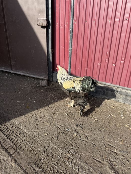 Продам петухов брамы