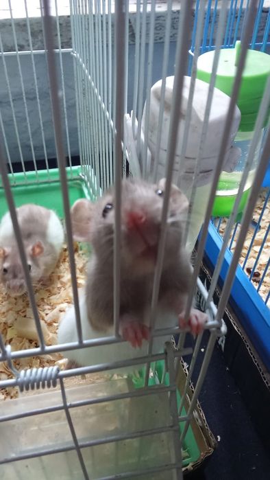 Отдам крыс срочно к рукам приучены