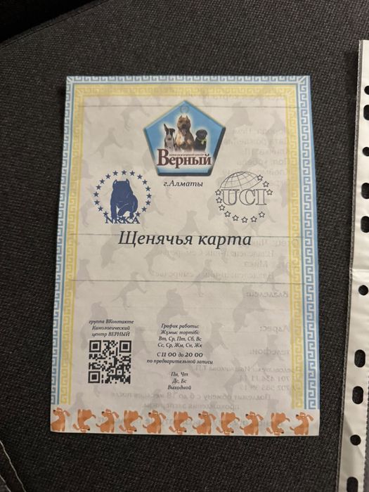 Продам Немецкого Шпица цверг