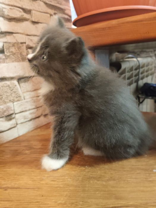Котенок(мальчик) ищет хозяина