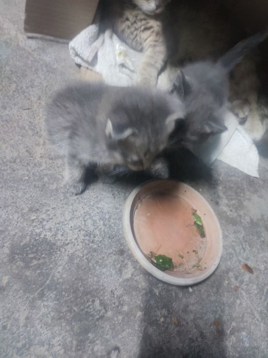 Котенок вислоухий