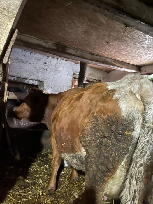 Vând vacă balțată , gestanta