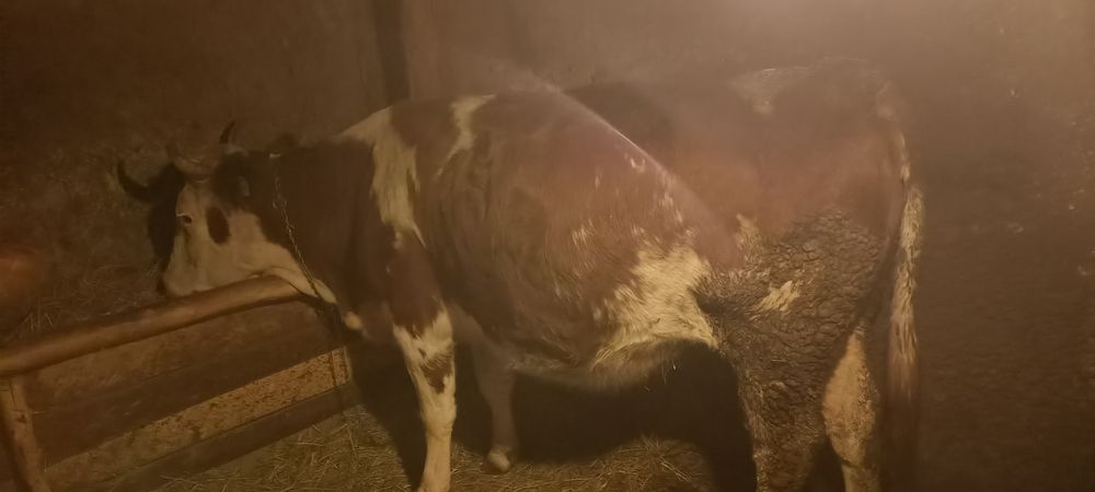 Vaca bălțată românească