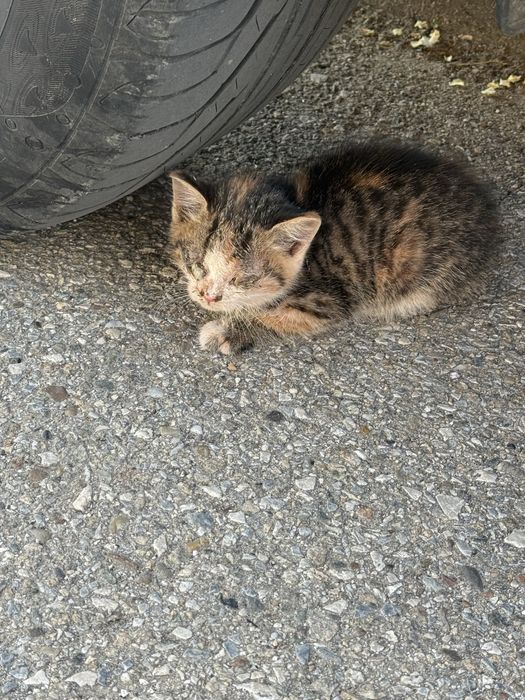 Cautam camin pentru o pisicuta iubareata