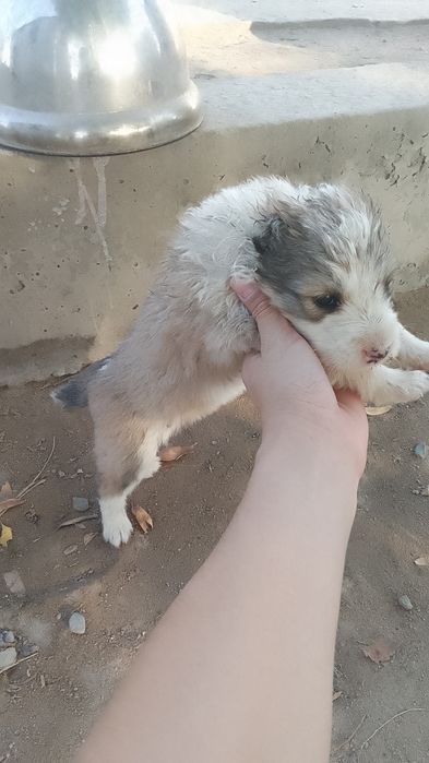 Төбет күшіктер .