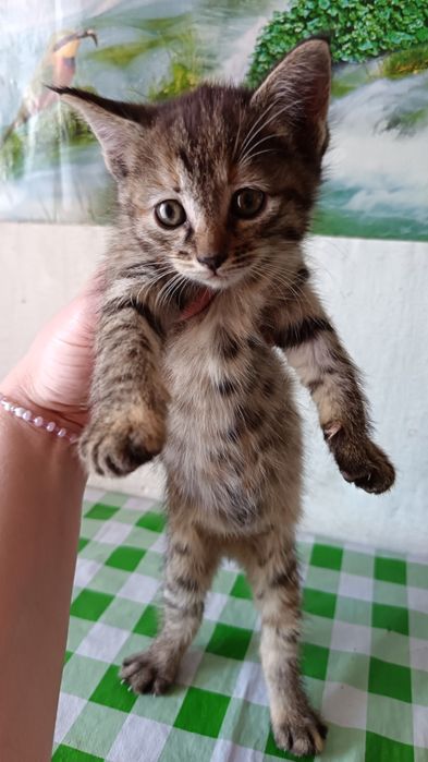 Отдам котят в добрые руки