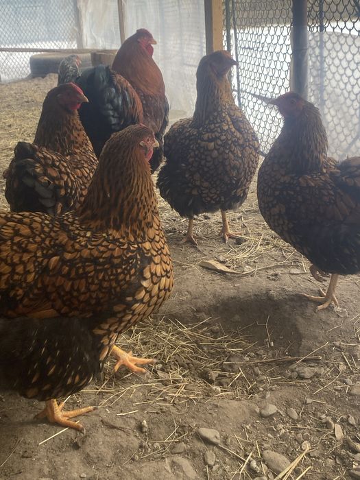 Oua incubat wyandotte