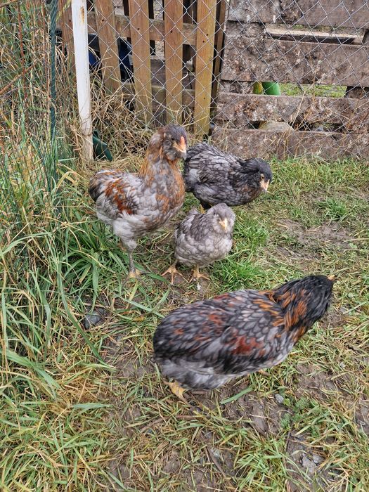 Vand cocos australorp si 3 găini