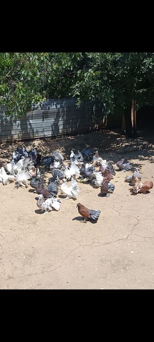 Porumbei de ornament ,voltati indieni ,preoti și spot saxon ,capucini și satineti.