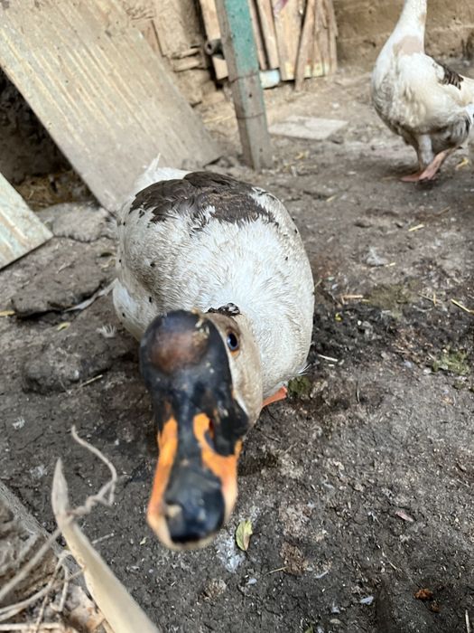 Продаю Гусей домашних