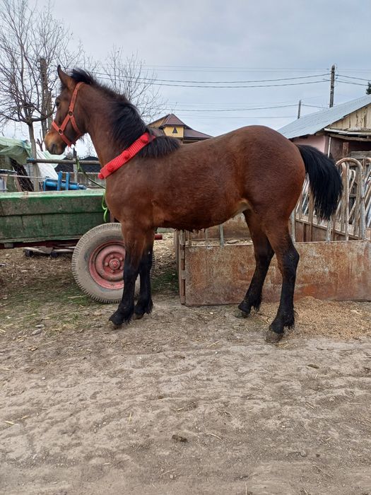 Vând Manz Metis de Frizian