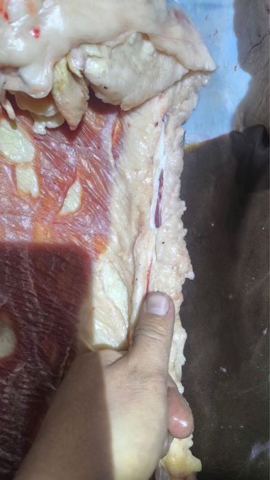 Согым жабагы тай