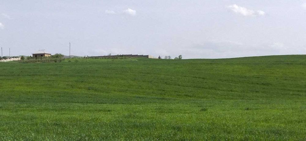 Ohangaron tumanni 12 sutuk dala hovli