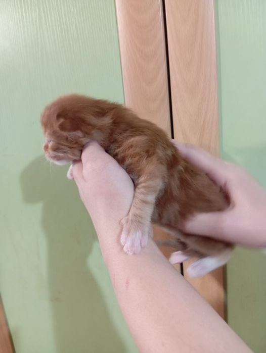 Продам котят Мейкун