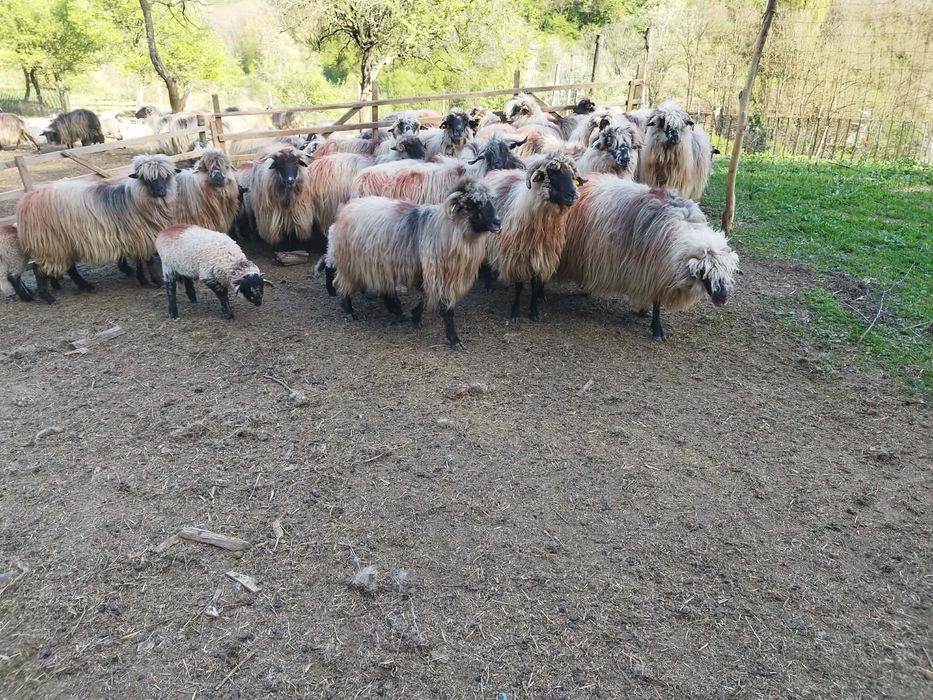Vând oii și miei. Detali la nr. de tel