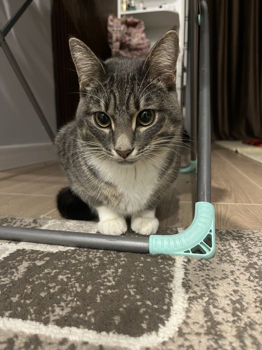 Отдам в хорошие руки