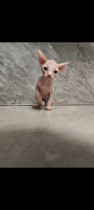 Котята канадского сфинкса