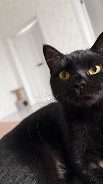 Ищем заботливых хозяев для кошечки