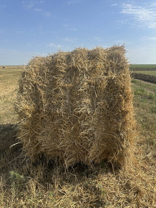 Продам Солому, Озимая рожь