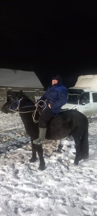 Қара айғыр сатылады 5 ті шығар