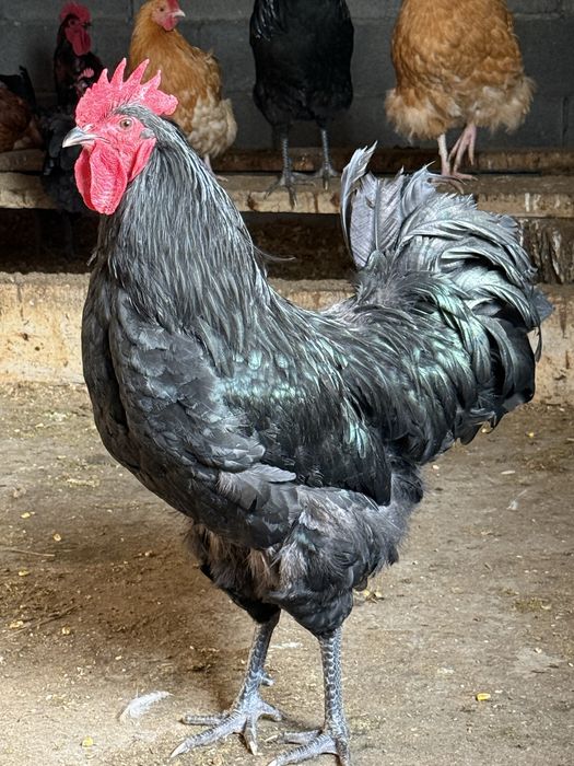 Австролорп Россия.