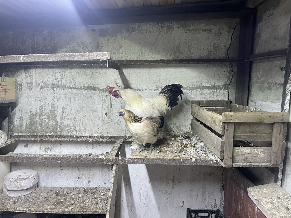 Продам курей уток