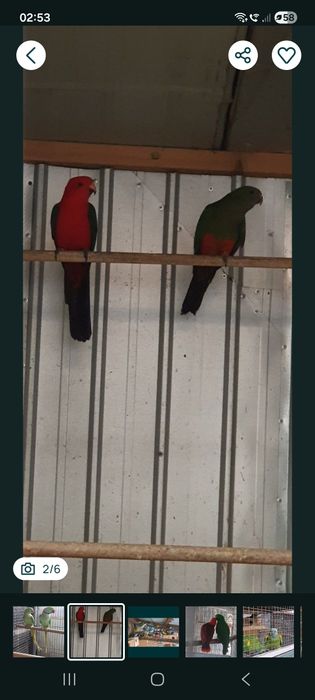 Papagali  diferite varietăți