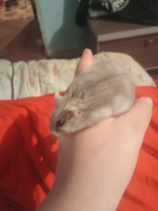 Хомячок хороший 2 месяца