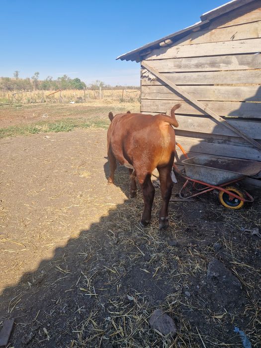 Vand 2 vitei angus,mascul si femela cu o medie de 270 /280