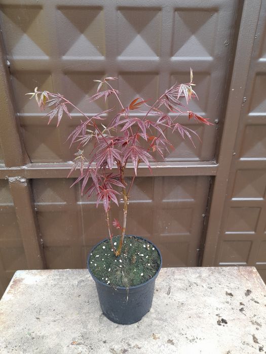 Японски клен\Acer palmatum Atropurpureum (ПРОМОЦИЯ)