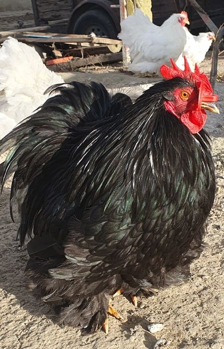 Cochinchina pitic, Australorp COCOȘI!!!