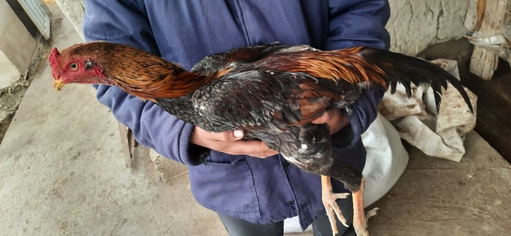 Dakan jo'jalar sotiladi