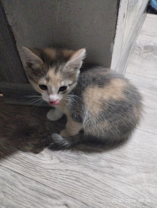 Котята кошки красота