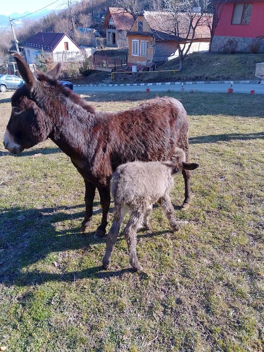 De vânzare magarita cu pui și măgar armăsar