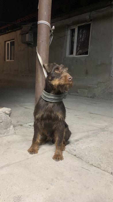 Ягдтерьер кобель 3 года вяска