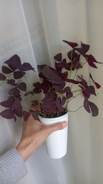 Кислица треугольная (Oxalis triangularis)
