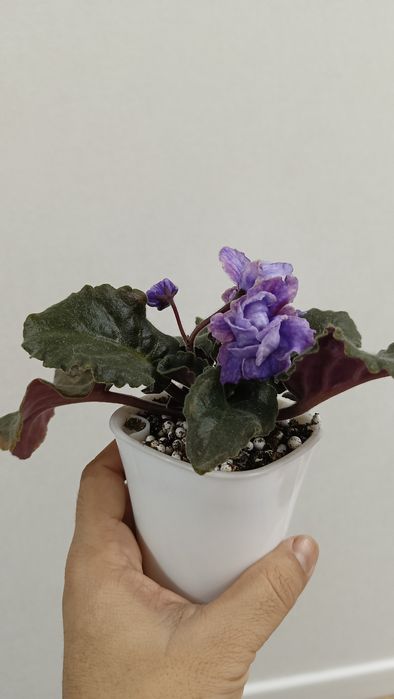 Фиалка безымяшка