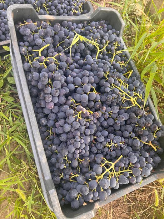 Struguri de masa si struguri de vin