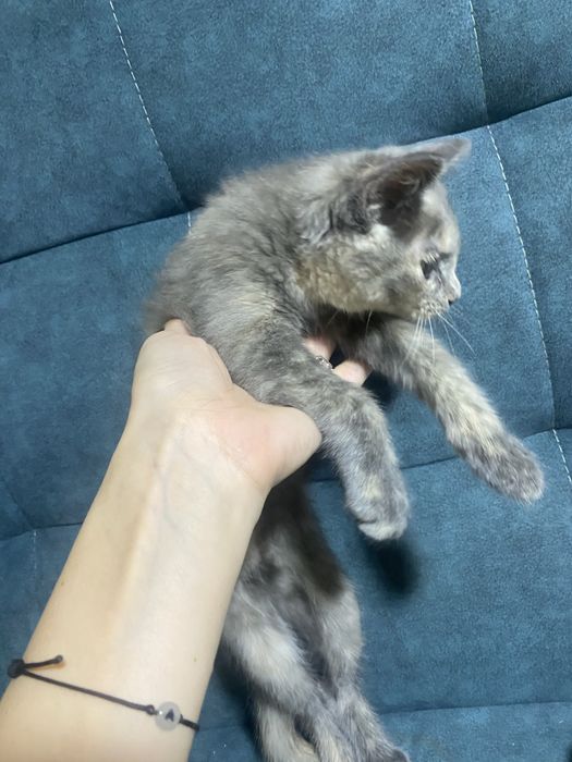 Отдам котенка в добрые руки очень срочно