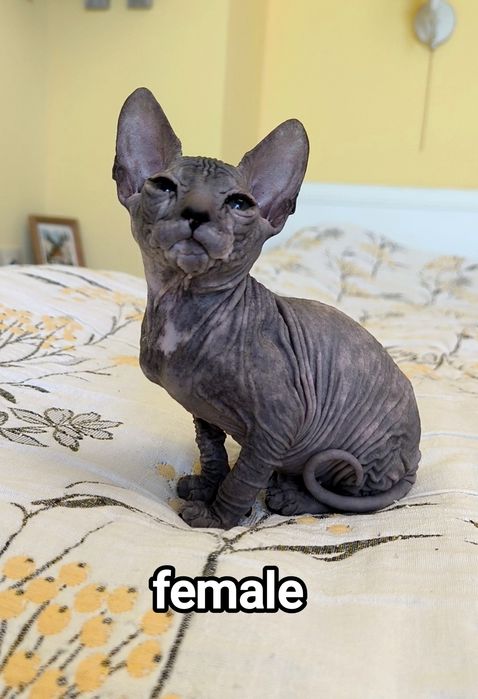 Don Sphynx чистокръвни момченце и момичета