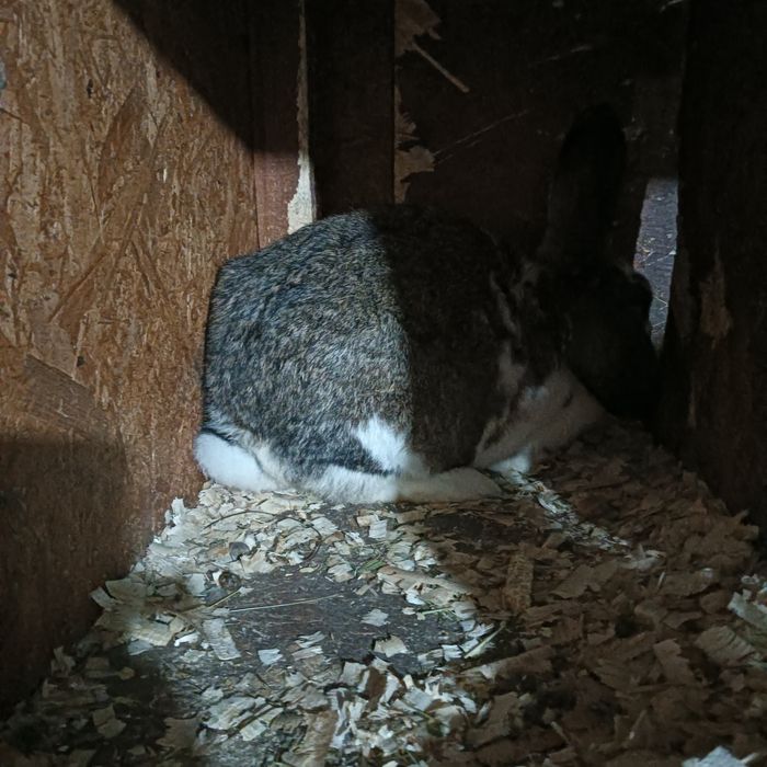 Iepuri caută casă nouă