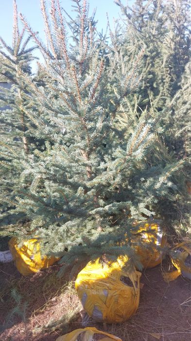 Продаже Ели в ассортименте