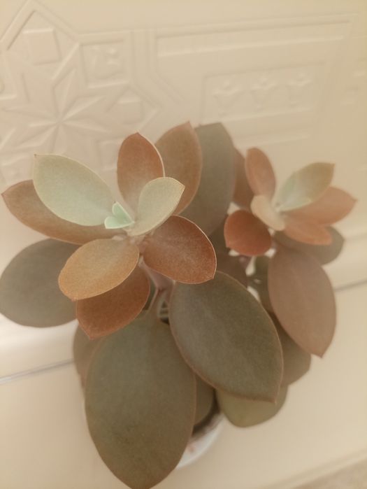 Суккуленты продам