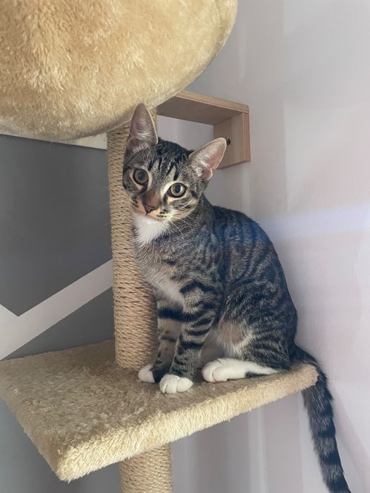 Dau spre adoptie motan
