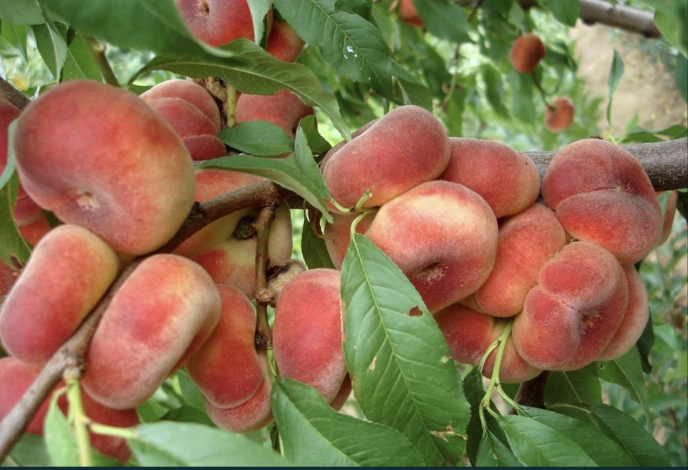 Pomi fructiferi columnari-Piersic turtit